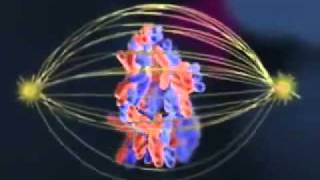 Biology Meiosis cell division [upl. by Ettenil]