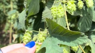 The Hallertau Hops Region Bavaria bavarian beer hops germany [upl. by Brine]