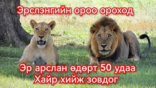 Арслангийн амьдралаар аялцгаая Гоё Түүхүүд Goy tuuhuud mongol heleer kino duu 2024 barimtat [upl. by Linis]