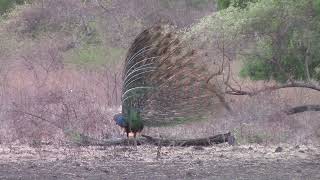 Beautiful Green peafowl [upl. by Idolla]