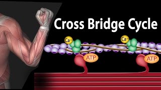 Muscle Contraction  Cross Bridge Cycle Animation [upl. by Daph]