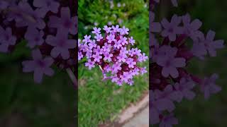 Verbena Bonariensis flowers nature flores jardin [upl. by Treharne]