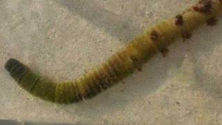 Arenicola Marina lug worm [upl. by Isewk]