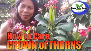 CROWN of THORNS  How to care for Euphorbia milii [upl. by Tristas]