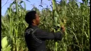 Tigrina music 1 MEKELLE TEKlLAY GESESEW ETHIOPIA [upl. by Nedloh]