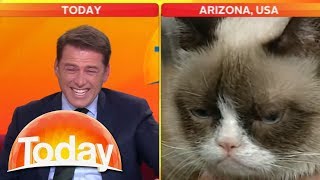 Look at that cat Reporter cant stop laughing at Grumpy Cat  Today Show Australia [upl. by Acined]