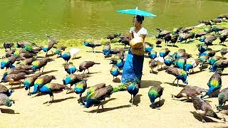 Peacock flying and peacock sound [upl. by Call]