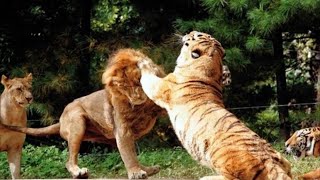 Siberian tiger fight with African lion，the male lion ran away [upl. by Suaeddaht737]