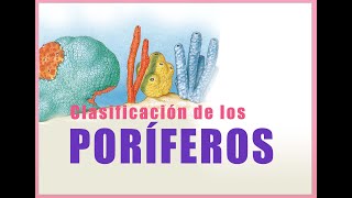 Clasificación de los Poriferos [upl. by Dyob643]