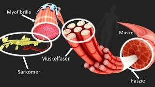 Muskel  Aufbau Funktion Training Medienlb Trailer [upl. by Atiuqihs]