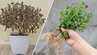 Growing chrysanthemums by cuttings with egg yolk│100 easy rooting [upl. by Benis]