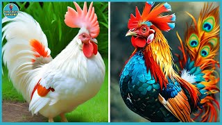 20 Most Beautiful And Strange Chicken Breeds In The World Top Facts Amazing [upl. by Binky674]