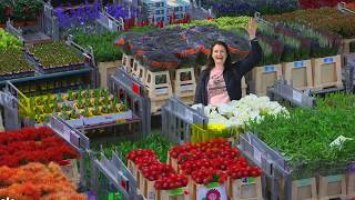 Royal FloraHolland  Flower Auction [upl. by Prud]