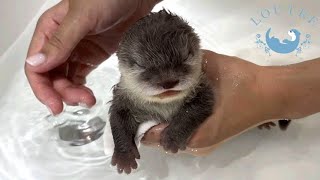 Baby Otter Takes His First Bath [upl. by Connor945]