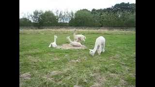 Alpacas find new dust bath and jump for joy [upl. by Nettle]