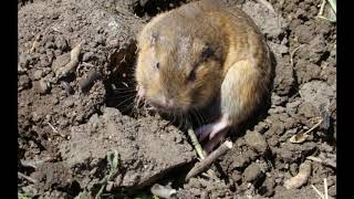 Homeschool Science Curriculum  Lesson 10 Prickly Porky and Grubby Gopher [upl. by Ayle228]