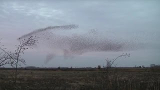 Short Clip of the Starling Murmuration and a plane passing by [upl. by Enylorac]