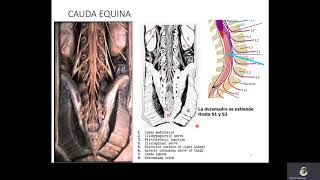 Médula externa e interna de la médula espinal VST2020 [upl. by Kylah]