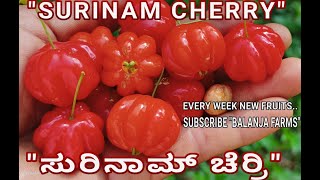 SURINAM CHERRY EUGENIA UNIFLORA CHERRY ಸುರಿನಾಮ್ ಚೆರ್ರಿ BESTFRUIT TARRACE GARDEN 91 9448067466 [upl. by Aimet]