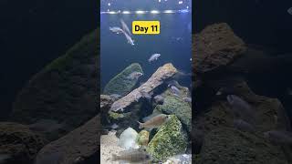 Day11 aqarium fishtank fishaquarium aquascape cichlid babyanimals arowanalovers [upl. by Aseyt]