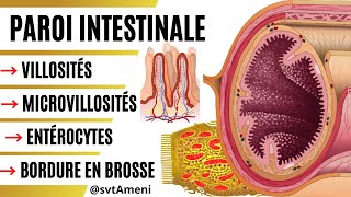 Surfaces dabsorption dans lintestin grêle  Villosités  Microvillosités  Bordure en brosse [upl. by Uolyram]