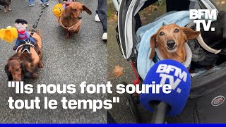 quotDes créateurs de bonheurquot plus de 2000 personnes réunies pour la marche des teckels à Paris [upl. by Ttnerb743]