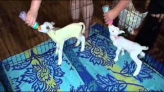 Baby lambs bottle feeding [upl. by Charmane]