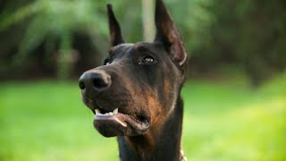 Fearless Doberman Pinscher The Ultimate Guard Dog [upl. by Alemat720]