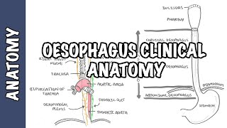 The Oesophagus Esophagus  Clinical Anatomy [upl. by Gretna]