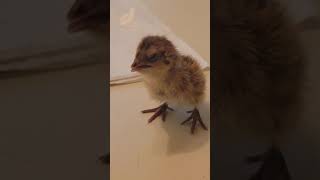 This is What a Healthy Japanese Coturnix Quail Chick Sounds Like Shorts [upl. by Yenial]