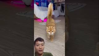 My cat annoys and annoys me [upl. by Favianus846]