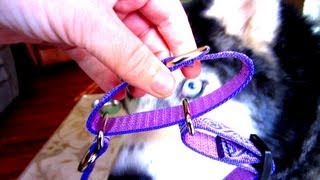 A Combo Collar Siberian Husky Lupine Collars [upl. by Michelle]