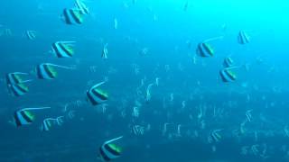 Schooling Bannerfish Heniochus diphreutes [upl. by Bristow]