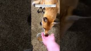 Fox resque with humans 🐺❤️fox animals wildlife cute love shortvideo animalshorts viralvideo [upl. by Aleiram690]