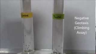 Negative geotaxis assay in Drosophila [upl. by Yrmac761]