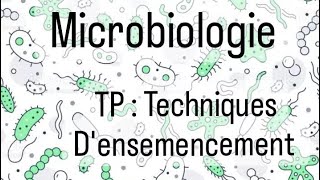 Microbiologie L2 SNV 🦠🔬 TP Techniques densemencement [upl. by Steven]