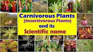 Carnivorous plants Insectivorous Plants  Insect eating plants  List of Carnivorous plants [upl. by Ethelin703]