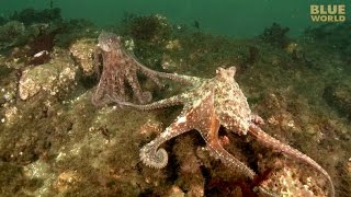 Giant Pacific Octopus Adventure  JONATHAN BIRDS BLUE WORLD [upl. by Yderf]