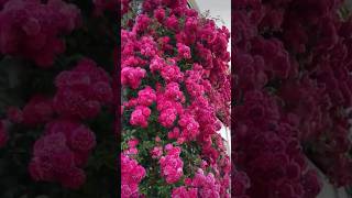 Super climbing rose plant  beautiful rose flowers garden 74 [upl. by Rollin]