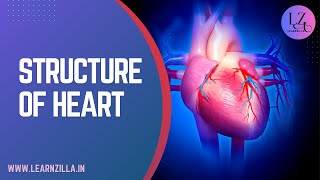 CIRCULATORY SYSTEM  STRUCTURE OF HEART  HUMAN HEART [upl. by Letitia437]