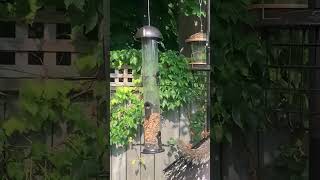 Squirrels vs Birds The Ultimate Nature Showdown 🐿️🐦 squirrel squirreladventures cute [upl. by Hermosa661]