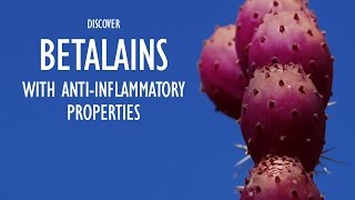 Nopalea Discover Betalians with Antiinflammatory Properties [upl. by Ataga]