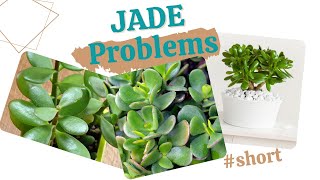 5 ways you are KILLING your JADE PLANT shorts  MOODY BLOOMS youtubeshort [upl. by Ticon]