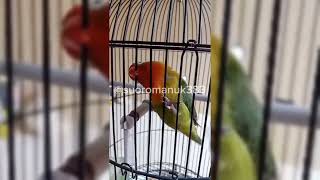 SUARA LOVEBIRD NGEKEK PANJANG LAWAN LANGSUNG NYAUT [upl. by Airetnuhs]