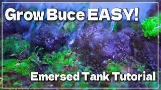 Aquarium How to grow Bucephalandra Emersed Tank Easy setup amp maintenance methods [upl. by Areikahs]