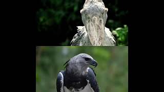 shoebill vs harpy eagle [upl. by Eus33]