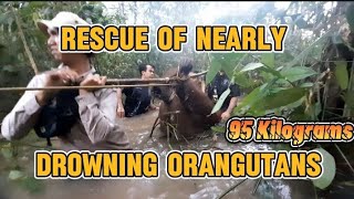 Rescue of Nearly Drowning Orangutans [upl. by Sral]