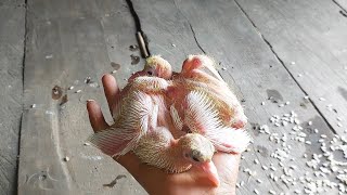 My cute pets pigeon baby [upl. by Shieh987]