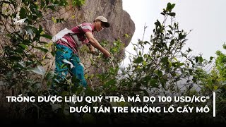 Trồng dược liệu quý Trà Mã Dọ 100 USDkg dưới tán tre khổng lồ cấy mô [upl. by Benedic456]