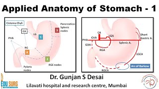 Applied anatomy of the stomach  parts blood and nerve supply lymphatic drainage of the stomach [upl. by Haldis555]